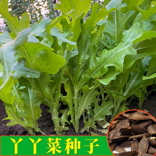 丫丫开油麦菜种子紫红绿养生丫丫菜种籽春秋四季阳台脆香蔬菜中孑