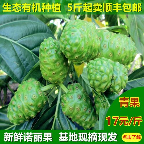 新鲜海南诺丽果大溪地诺丽果酵素原料诺尼果水果发酵原料noni顺丰