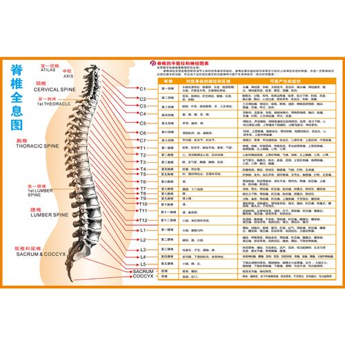 人体脊椎健康按摩挂图《脊椎b全息图》pvc写真防水耐用