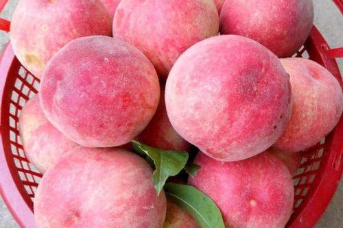 雪桃 0.6/斤  精品毛桃,自家种植,个大品相佳,可发全国各地物流.