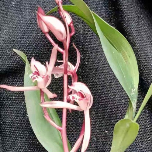 兰花云南兔耳兰刚刚来的一颗兔耳兰漂亮的红杆红花红素花少有的