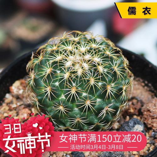 儒衣 实生仙人球精品稀有收藏品种开花仙人掌阳台庭院桌面小盆栽