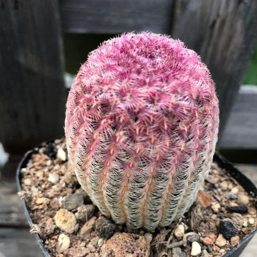 开花仙人球稀有品种室内桌面创意多肉植物小盆栽好养活实生红太阳