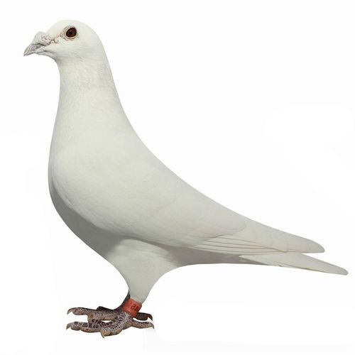 观赏鸽包活种鸽幼鸽青年鸽肉鸽活物鸽子宠物古介 白信鸽(幼鸽一对)