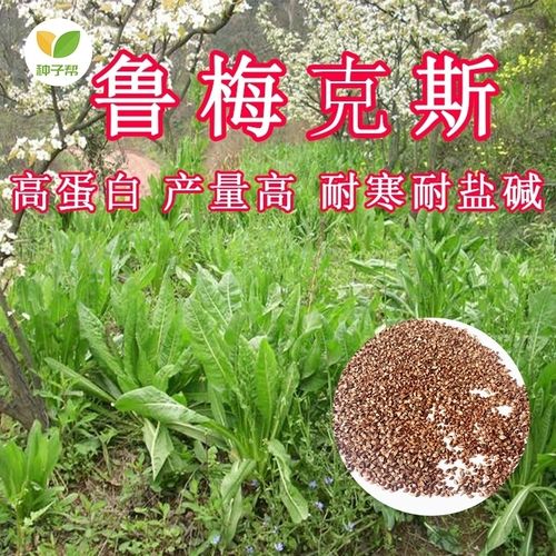 食叶草母本:鲁梅克斯种子-多年生高蛋白耐寒高产牧草