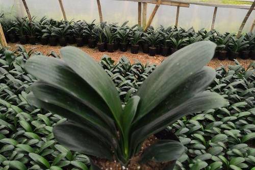 0/棵 君子兰盆栽  精品大元宝君子兰,产地直销,欢迎咨询下单,量大价格