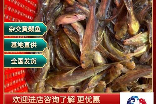 15/尾 优质黄颡鱼苗,黄骨鱼苗,黄辣丁鱼苗,批发量大更优惠