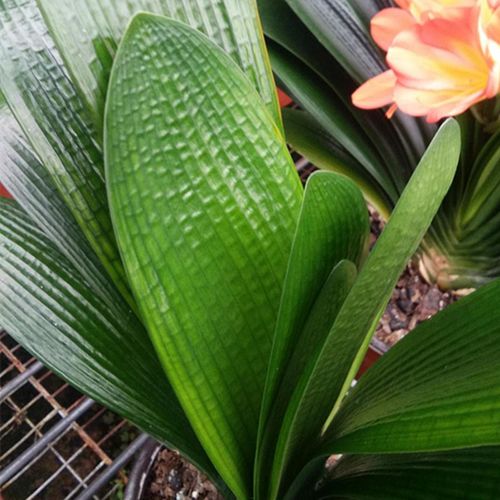 君子兰和尚圆头技师花脸油将短叶,吸甲醛,释放氧气