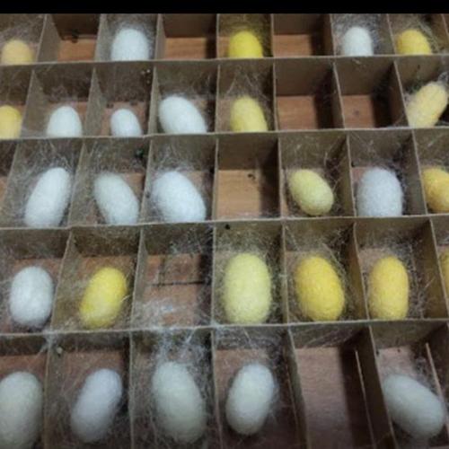 蚕结茧架纸板蚕宝宝箱工具蚕用结茧网吐丝专用网饲养工具重复利用