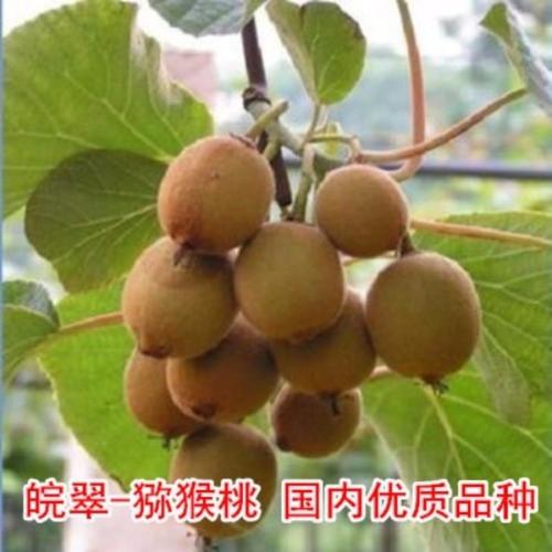 猕猴桃树苗 红心猕猴桃苗龙辰语嫁接猕猴桃果树苗红心弥猴桃苗当年