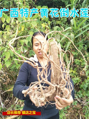 广西野生倒吊黄根黄花倒水莲 黄花大远志观音串倒吊王一斤包邮
