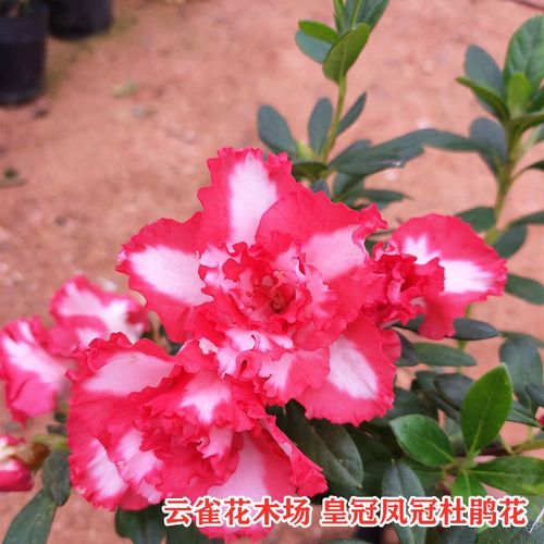 红双喜杜鹃花] 凤冠 皇冠比利时杜鹃花高档花卉盆栽庭院客厅盆栽