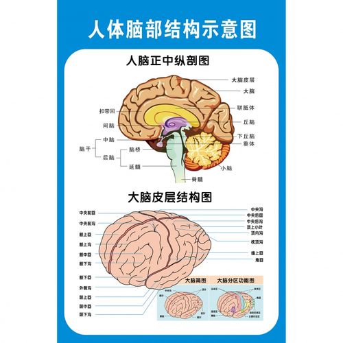 定制适用医院解剖学知识文化海报头部大脑颅神经血管解剖图医学院教学