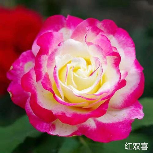 红双喜大花月季苗玫瑰花苗灌木浓香花卉观花植物阳台蔷薇月季盆栽