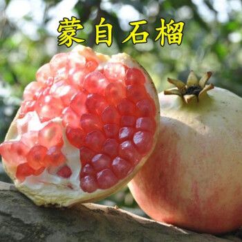 南北方种植盆栽地栽特大石榴果树苗当年结果 蒙自石榴5年苗(当年结果)