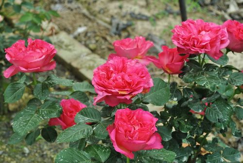 粉色茶花女pink traviata大花抗黑斑白粉多季花裸根月季花卉盆栽