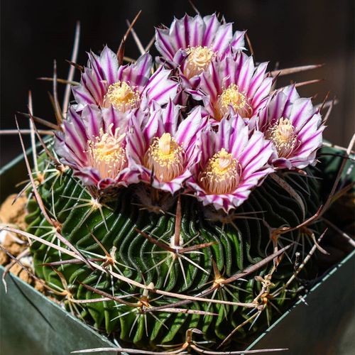 多棱玉仙人球千波万波嫁接室内室内绿植小盆栽多肉植物开花仙人球