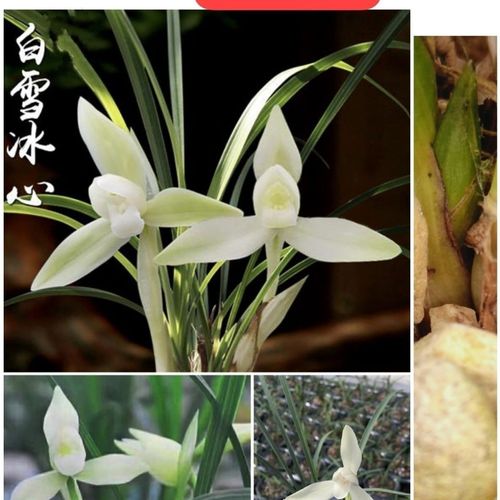 阿里山素白雪冰心春兰带花苞兰花苗大花浓香易养花卉绿植盆栽花苗