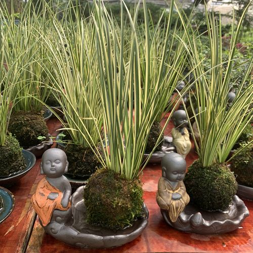 金凤凰菖蒲盆栽 苔藓球菖蒲室内桌面禅意茶桌盆摆植物易成活包邮