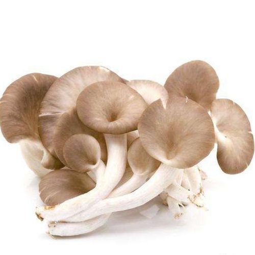 风味坐标 秀珍菇 500g 郎酒厂泸州基地专供