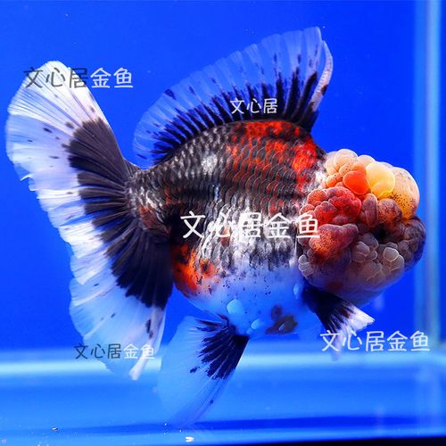 泰狮金鱼活鱼好养耐活金鱼活体泰狮鱼苗冷水淡水好养五花红白泰师