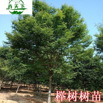 榉树苗绿化苗木庭院室外工程园林榉树大树苗风景树苗大型榉树小苗 卉