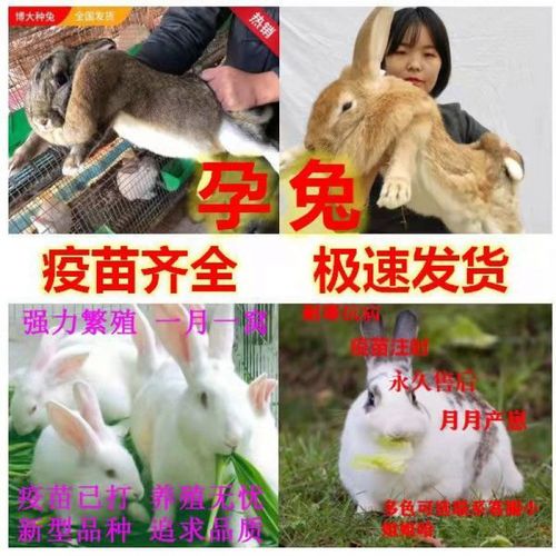 大型肉兔比利时种兔新西兰肉兔包繁殖包健康 孕兔(品种找客服备注) 三