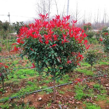 高杆红叶石楠树苗红叶石楠球独杆石楠球四季常青庭院别墅园林绿化 独