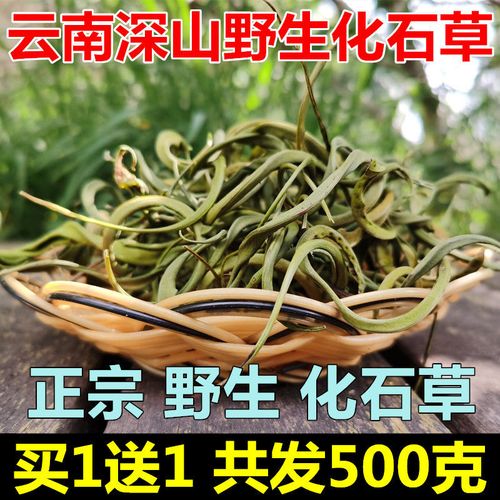 新货化石草自采云南野生肾精草茶中草药溶石茶肾茶排石化石草茶