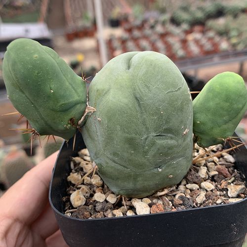 描春实生程程柱jj柱仙人掌类植物仙人球仙人柱多肉植物盆栽防辐射