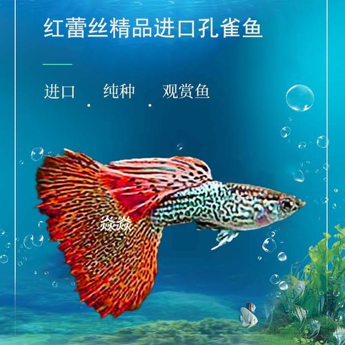孔雀鱼精品稀有红蕾丝黄化体淡水鱼小型热带观赏鱼凤尾鱼纯种热销