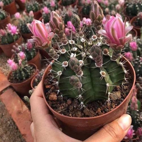 仙人球绯花玉带花苞开花仙人掌类盆栽室内办公室阳台多肉好养植物