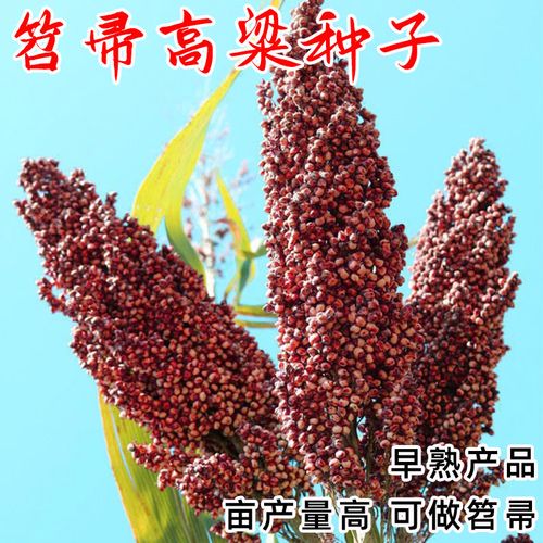 扫帚高粱种子种籽红缨子红糯矮杆高产大田抗旱抗涝五谷杂粮扫帚孑