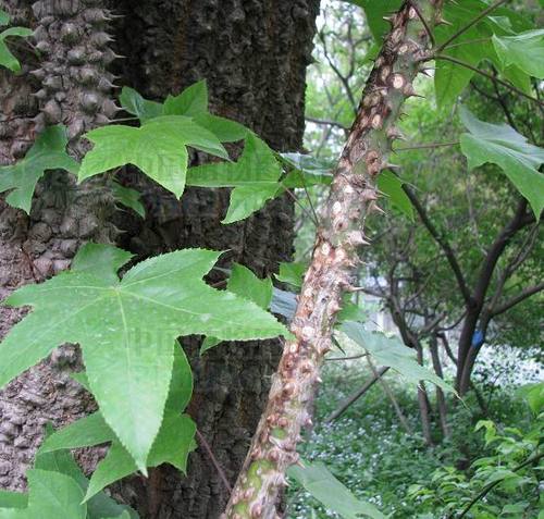 刺楸刺枫树叶刺桐云楸茨楸棘枫树鼓钉刺根苗丁皮树木桩苗鼓