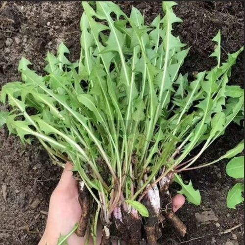 包邮野生蒲公英鲜东北野菜新鲜婆婆丁蘸酱菜新鲜带挖农家大地现卖【15