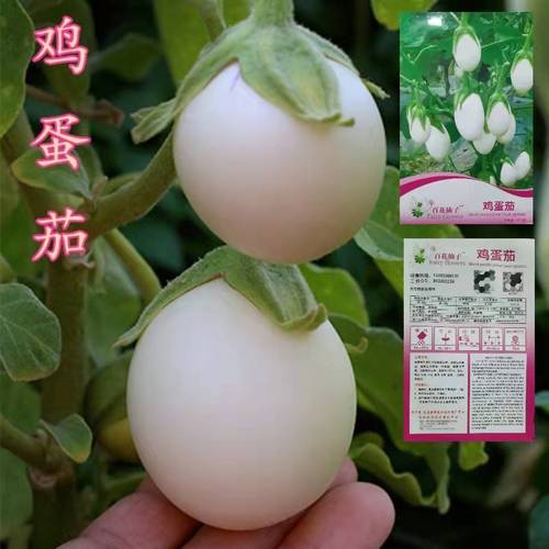 白蛋茄种籽高产白茄子种子白蛋鸡蛋茄子苗盆栽四季农家室内蔬菜籽