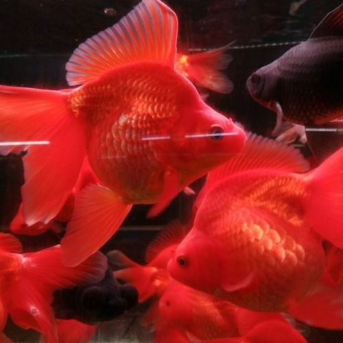 金鱼活体精品高背红鎏金鱼鎏金鱼淡水冷水风水鱼招财鱼宠物鱼包活