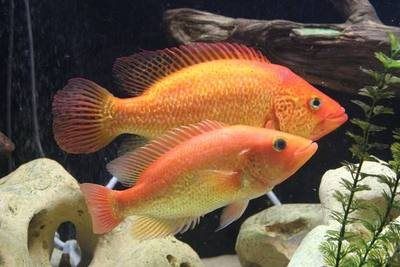 红老虎鱼金玉满堂鱼红头金鲷金老虎水族热带鱼观赏鱼