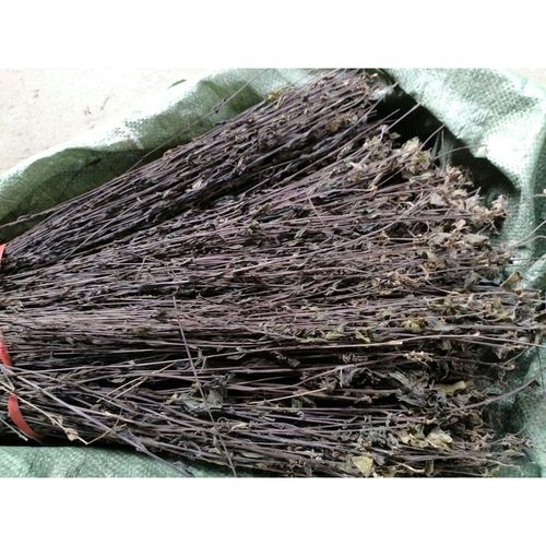 野生中草药黑草 黑马草 鬼羽箭 羽箭草 黑骨草 克草 深山野生