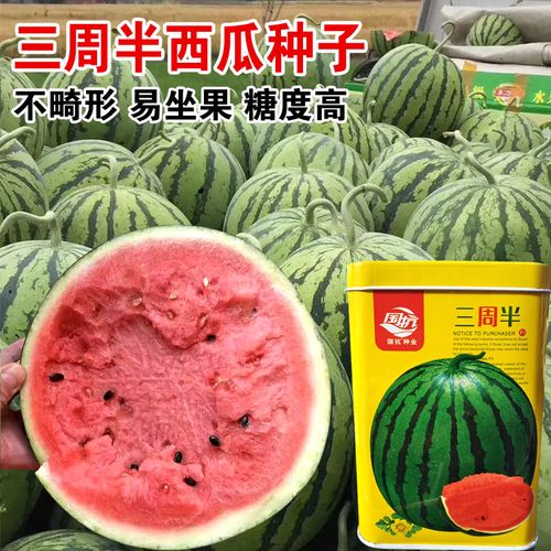 三周半西瓜种子南方四季高产特大果懒汉西瓜籽超甜薄皮红瓤西瓜