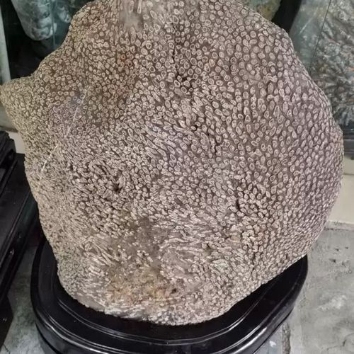 精品特大笛管珊瑚古生物化石原石奇石馆藏级收藏品教学科普观赏石