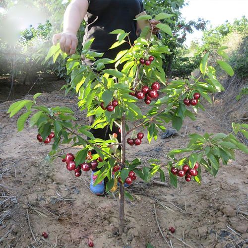 红妃樱桃树苗早熟嫁接车厘子盆栽地栽南方云贵川种植当年结果果苗