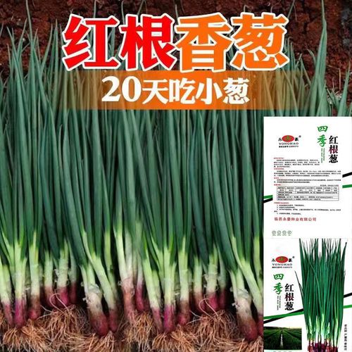 中研原装红皮红根香葱种四季分葱种子红根小香葱籽阳台庭院各地种