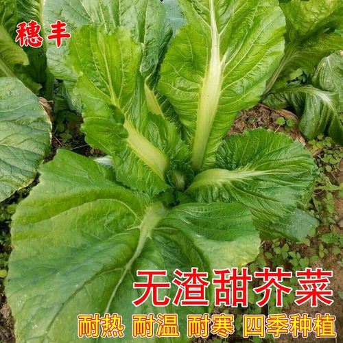 芥菜种子无渣甜芥菜种子广东客家本地高产大叶厚甜肉四季蔬菜种孑