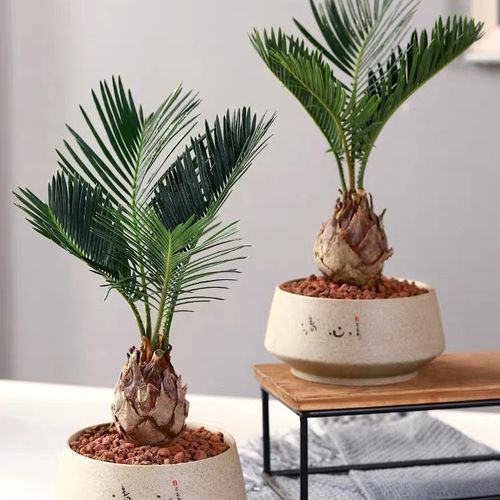 铁树苏铁盆景室内好养易活办公桌庭院吉祥物辟邪招财盆栽绿植花卉