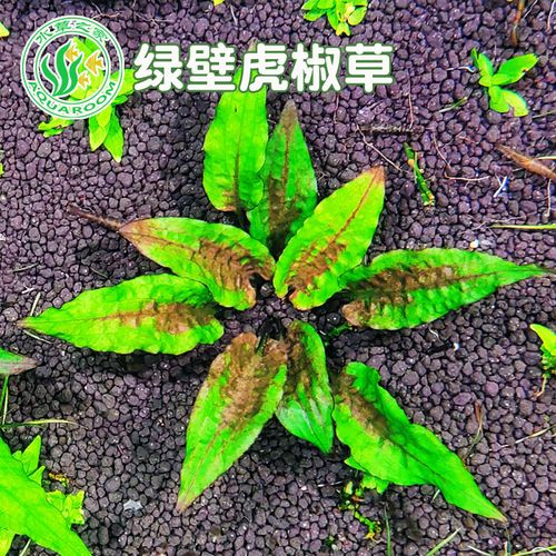 水草之家 绿壁虎椒草 变色椒草 水草造景中景草 水下叶 自养水草