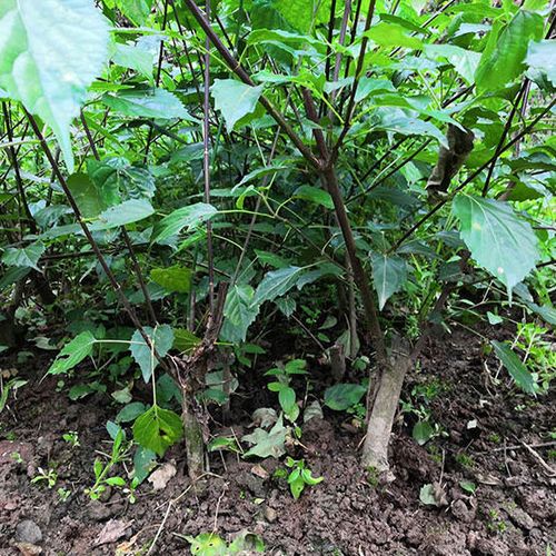 正宗豆腐柴苗观音柴树苗神仙绿豆腐苗凉粉盆栽地栽易存活根系发达