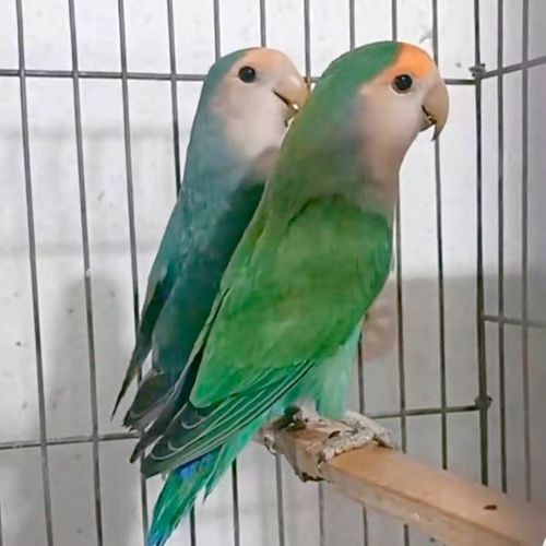 牡丹鹦鹉活体宠物虎皮鹦鹉玄凤牡丹观赏鸟活体家养宠物鸟活物小鸟虎皮