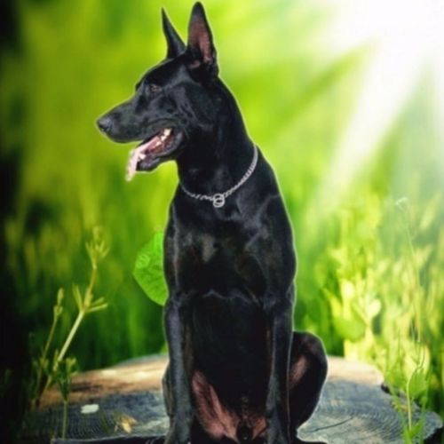 出售活体黑狼犬幼犬活体混血黑狼犬警犬纯黑色狼狗看家护院大狼狗【3