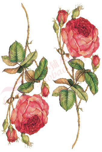 300-2 手绘月季花玫瑰花水移画厨房浴室瓷砖贴墙贴画